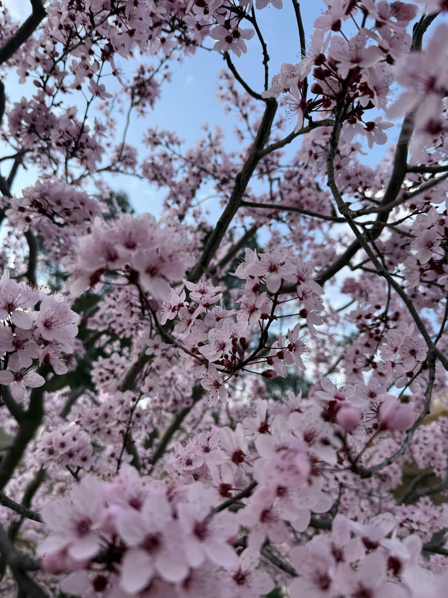 Cerisiers en fleurs au pied du mont Ventoux